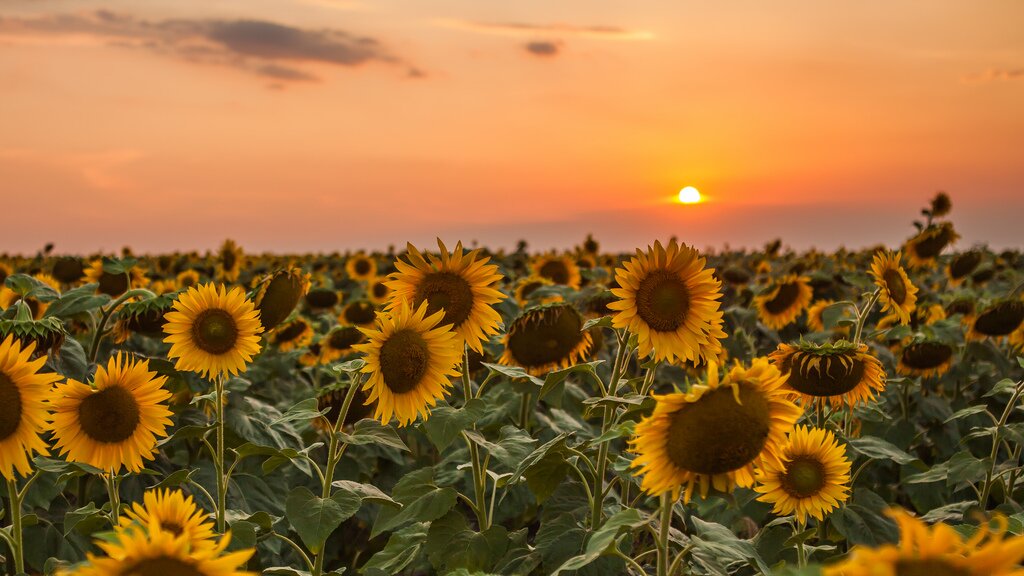 Nature-landscape-ukraine-zaporizhzha sunset sunflower. author: Valerii9116, source: Flickr