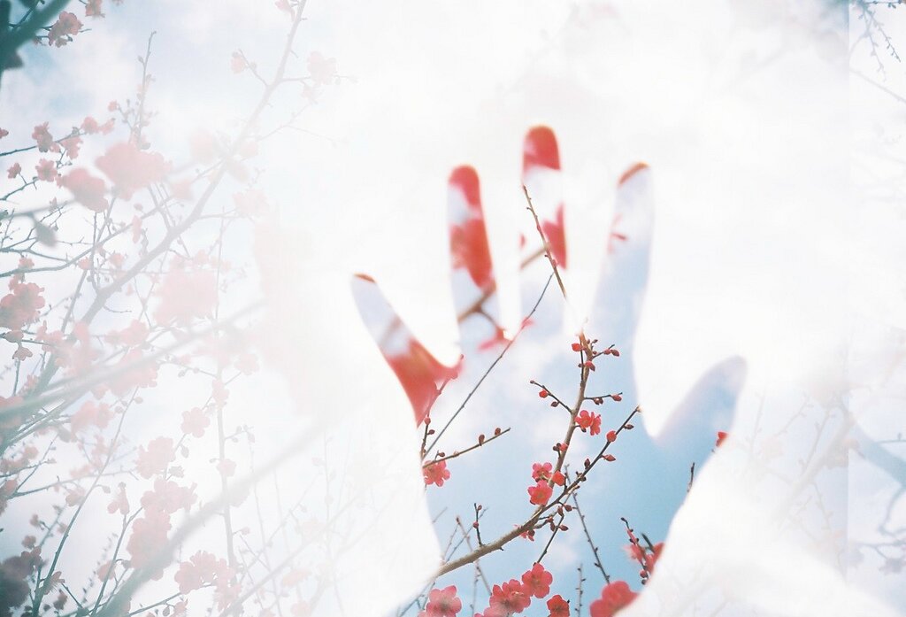 Plum Blossoms on Hand. author: chant0m0. source: Flickr